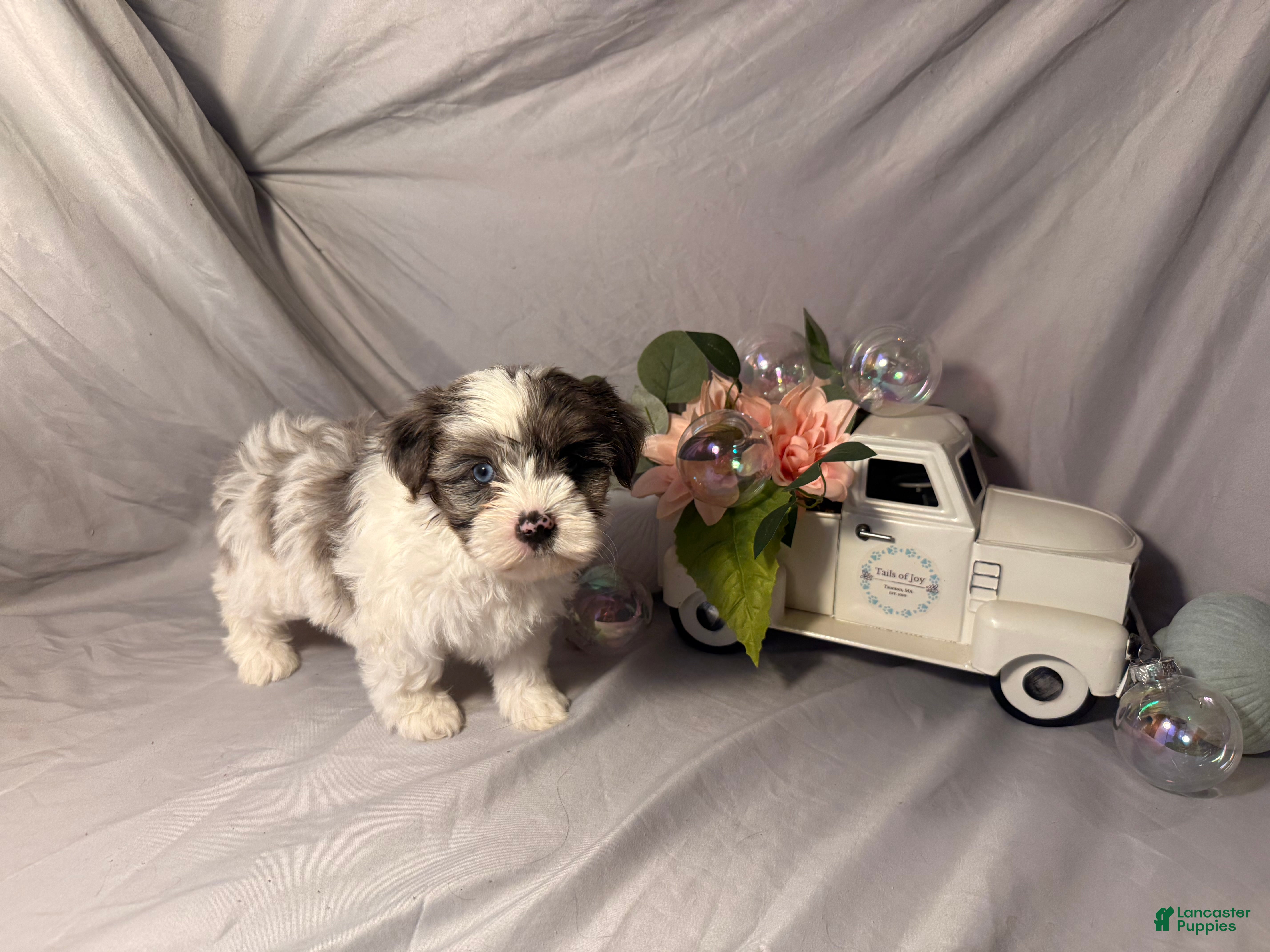 Yorkshire Terrier dogs Maggie  - Ad 23