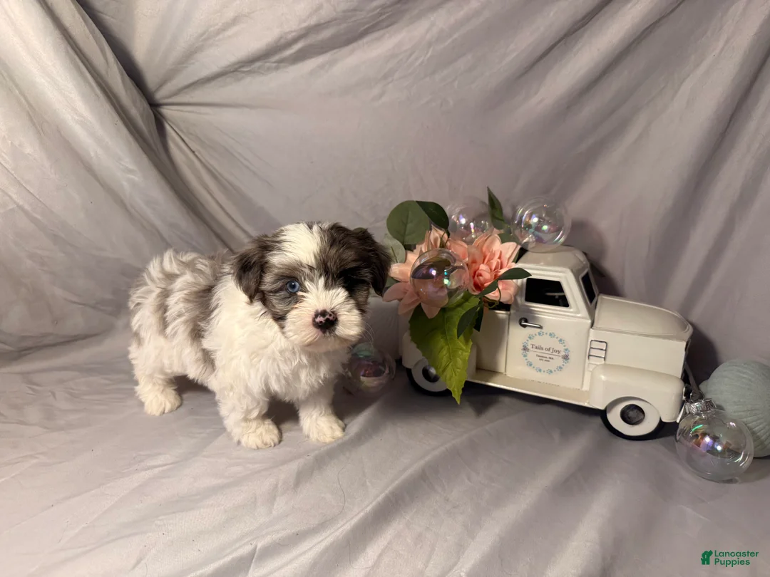 Yorkshire Terrier dogs for sale: Maggie  - Ad 1