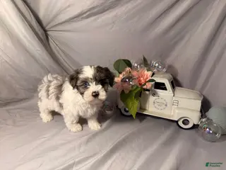 Yorkshire Terrier dogs Maggie - Ad 23