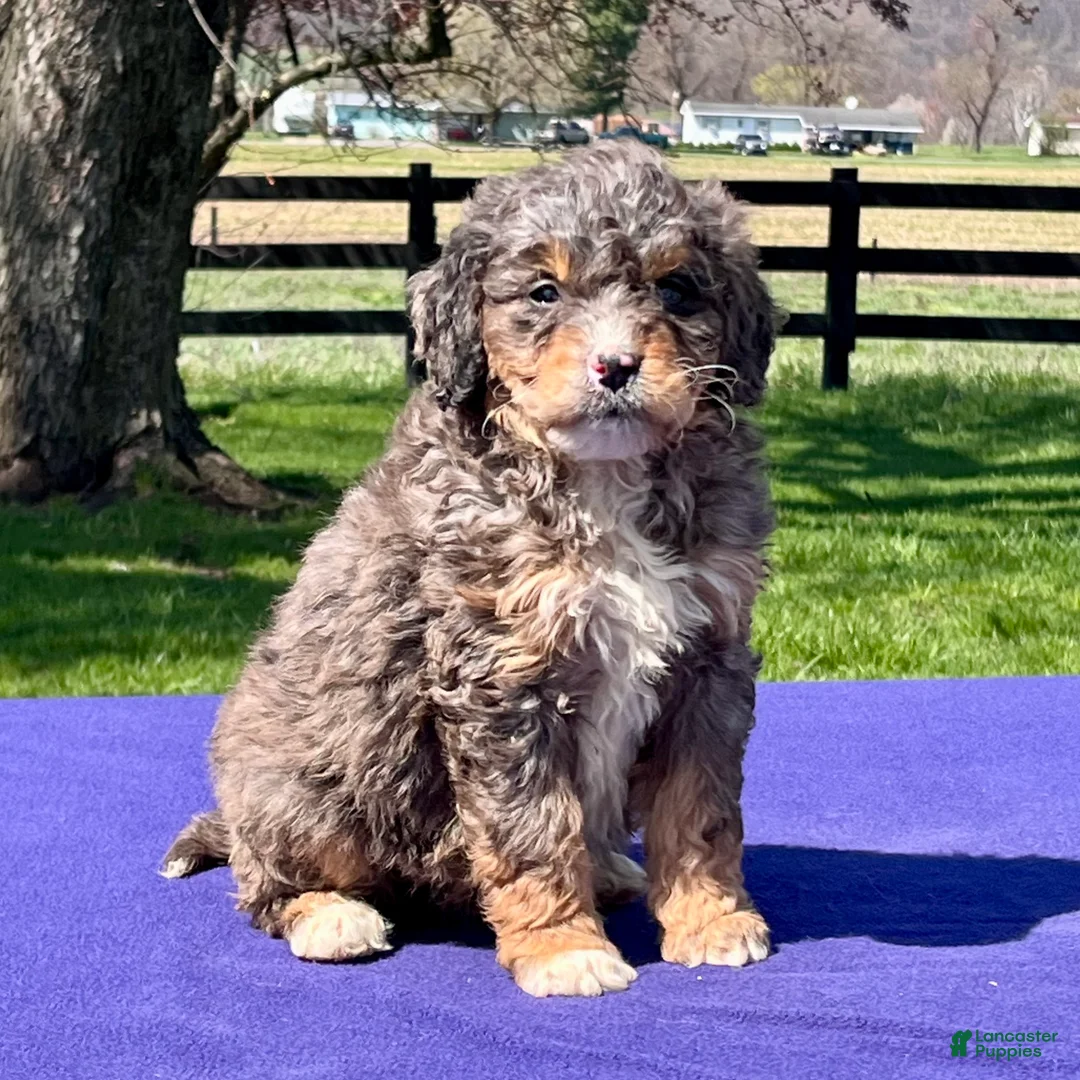 Bernedoodle dogs for sale: Luna - Ad 2
