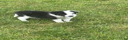 Border Collie dogs for sale: BLAZE - Ad 2