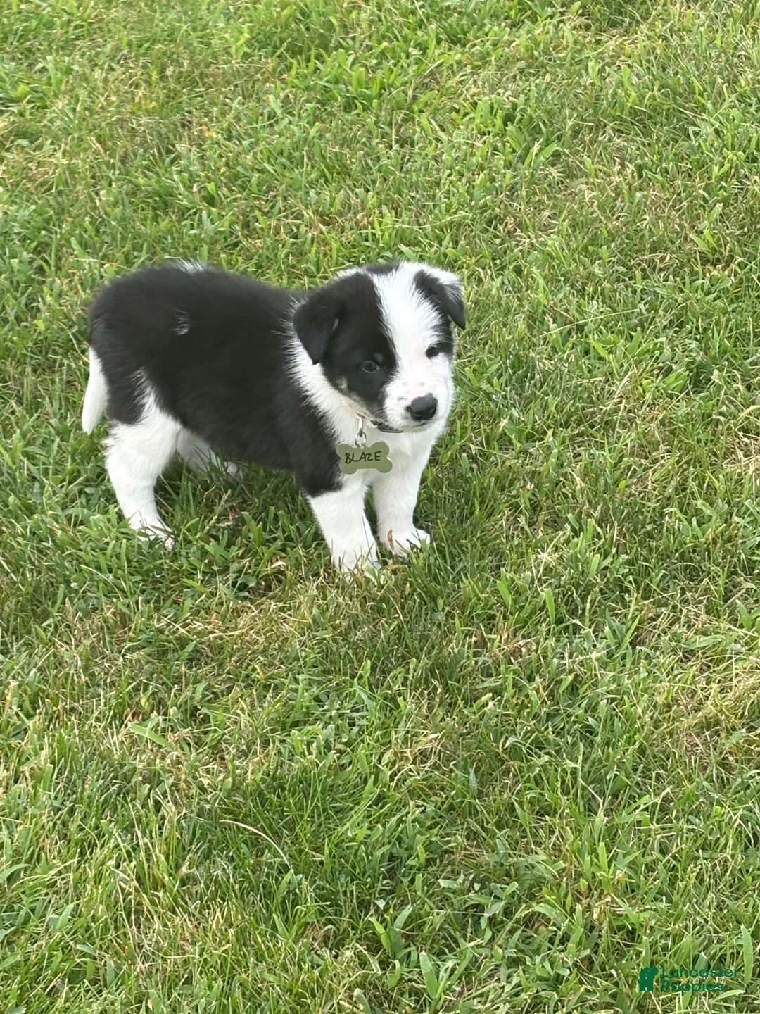Border Collie dogs for sale: BLAZE - Ad 2