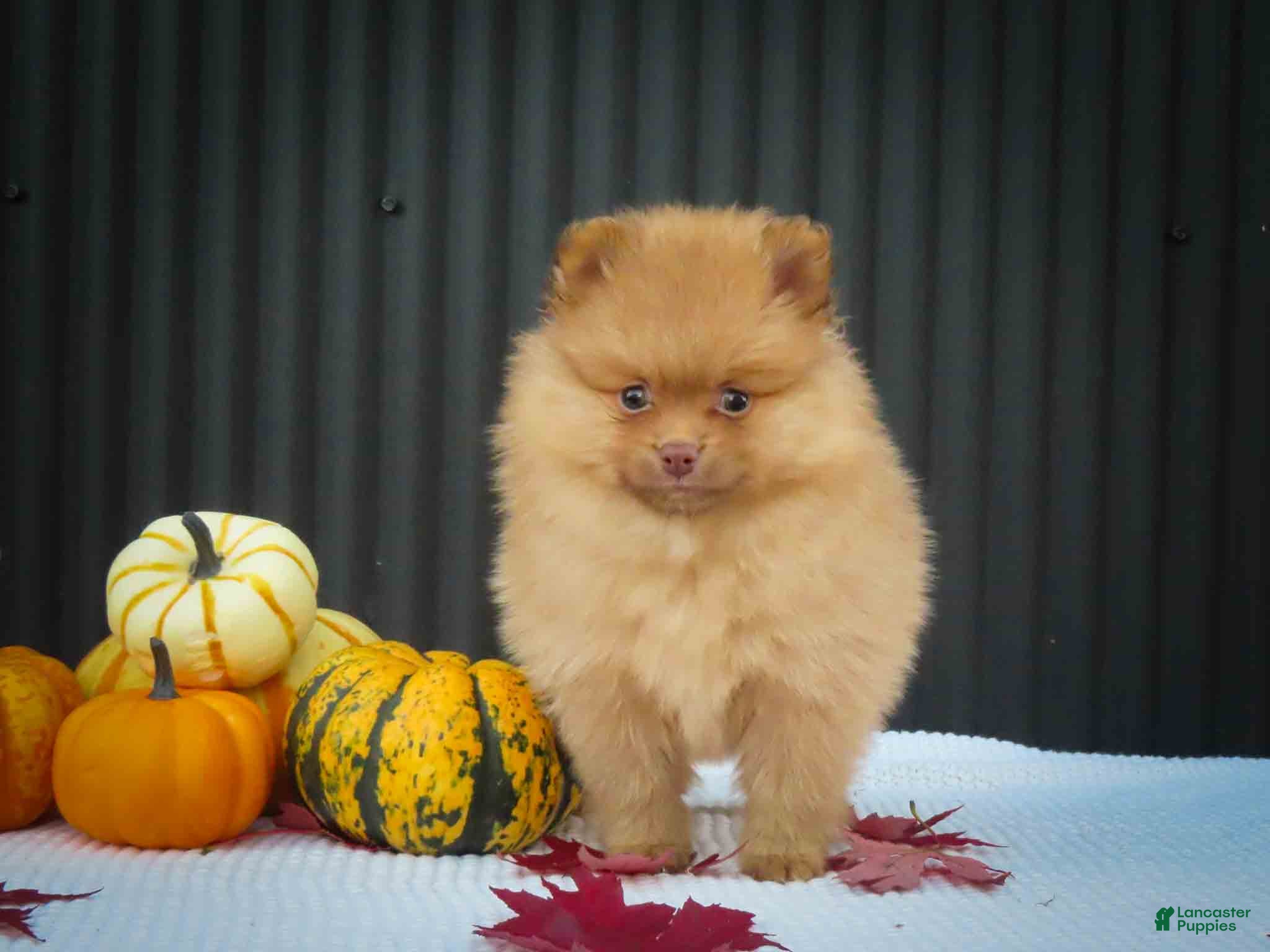Pomeranian dogs 🐾 Meet Rosa — A Bouncy Little Ball of Fluff! 🐾 - Ad 2