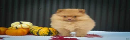 Pomeranian dogs for sale: 🐾 Meet Rosa — A Bouncy Little Ball of Fluff! 🐾 - Ad 2