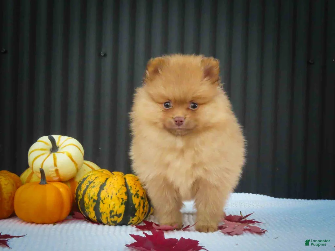 Pomeranian dogs for sale: 🐾 Meet Rosa — A Bouncy Little Ball of Fluff! 🐾 - Ad 2