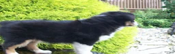 Miniature Australian Shepherd dogs for sale: Alisha - Ad 3
