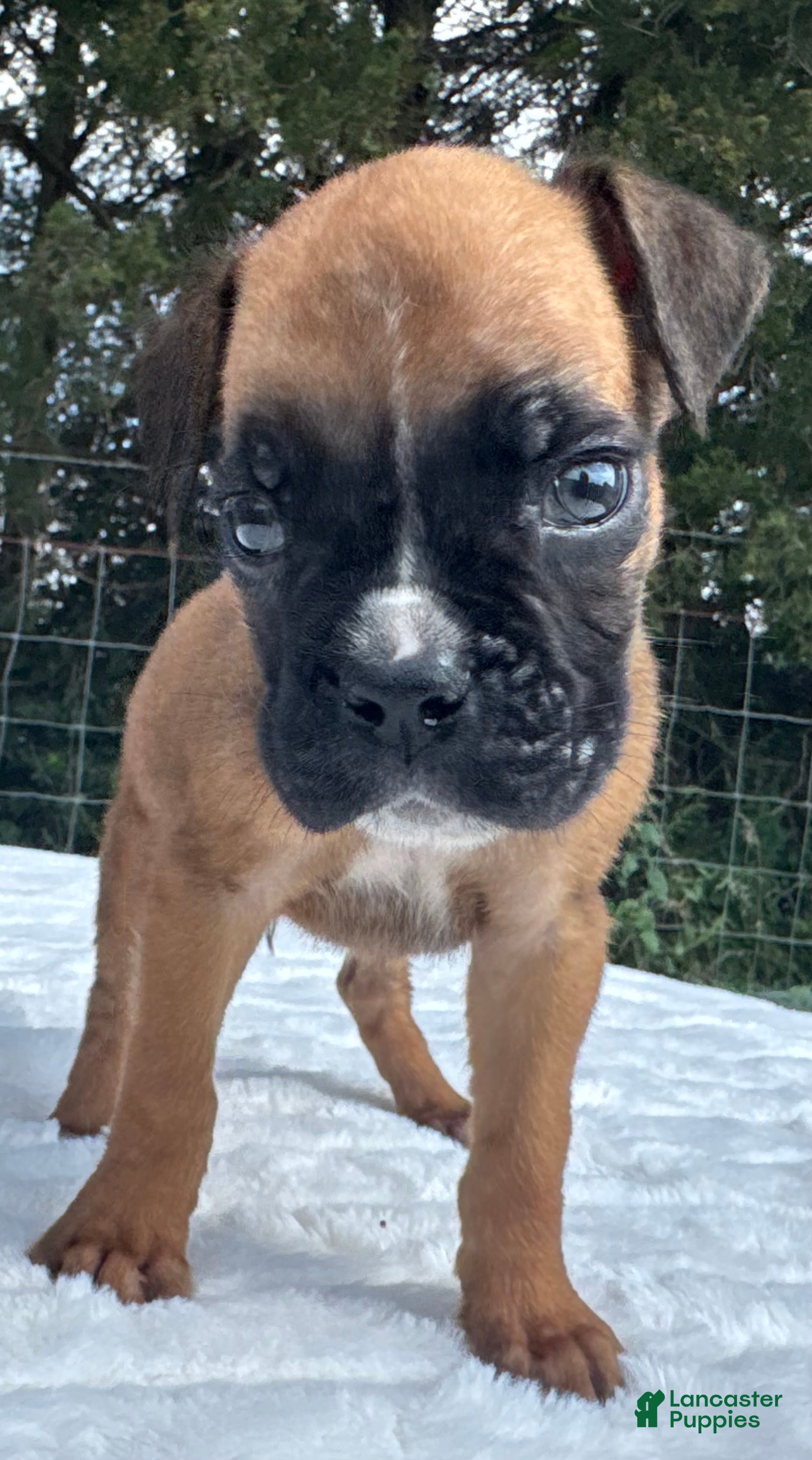 Boxer dogs Austin - Ad 2