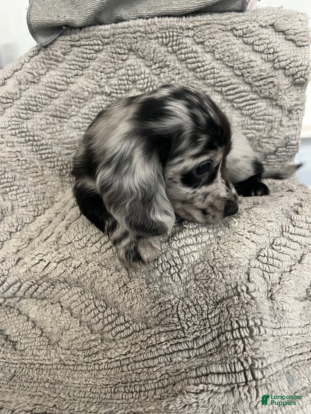 Miniature Dachshund dogs for sale: Juniper  - Ad 2