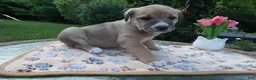 Cane Corso dogs for sale: Cane Corso Puppy 6 Stella - Ad 2