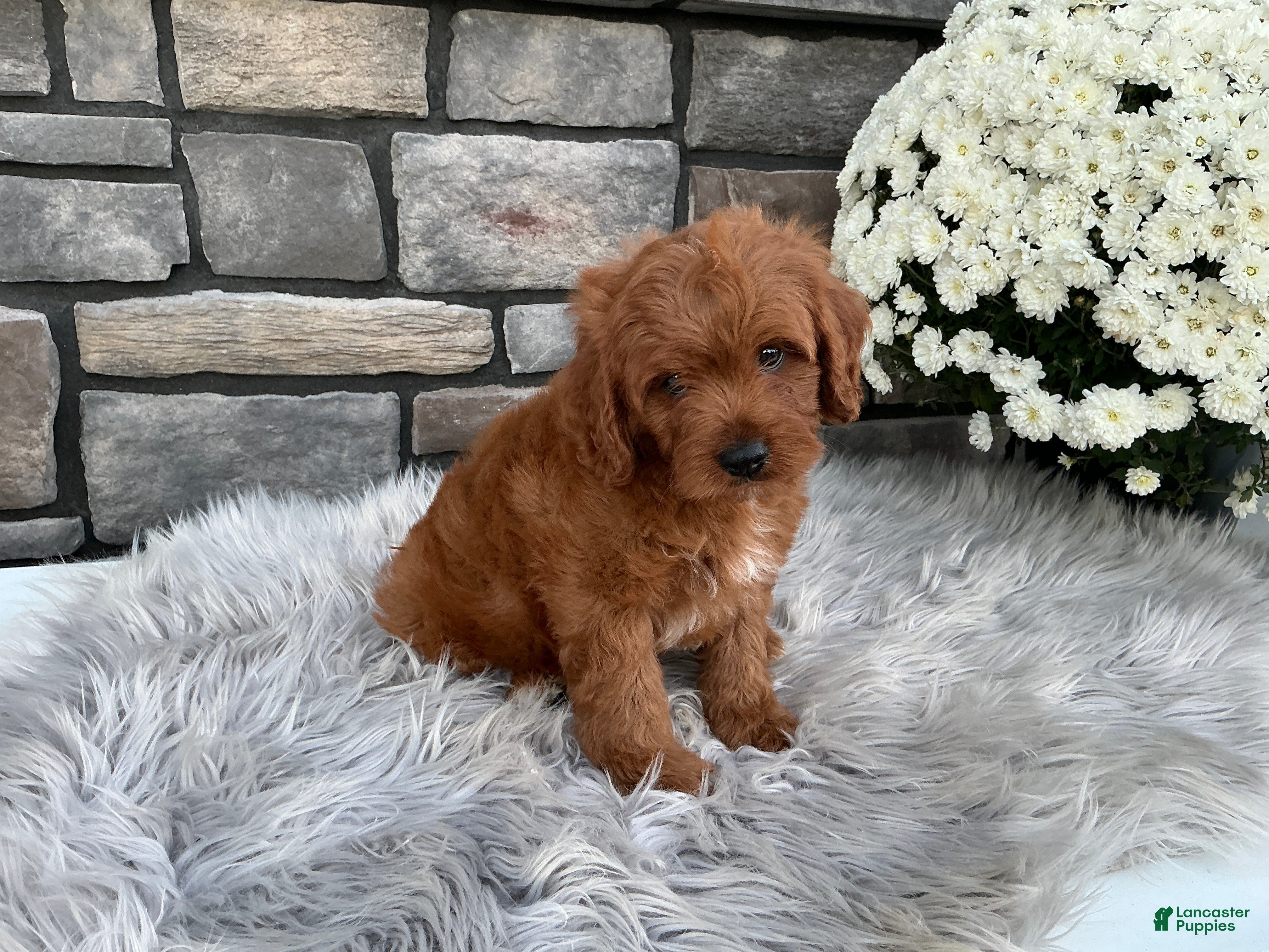 Cavapoo dogs Hunter - Ad 2