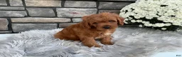 Cavapoo dogs for sale: Hunter - Ad 2
