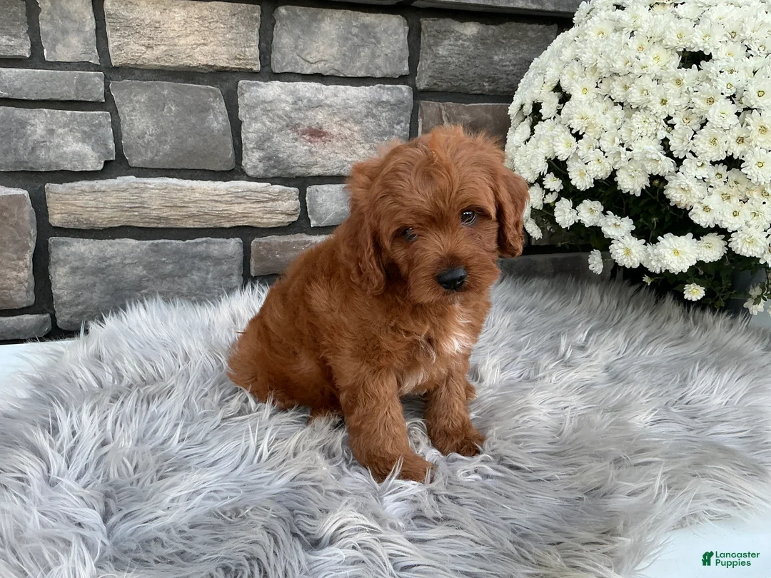 Cavapoo dogs for sale: Hunter - Ad 2