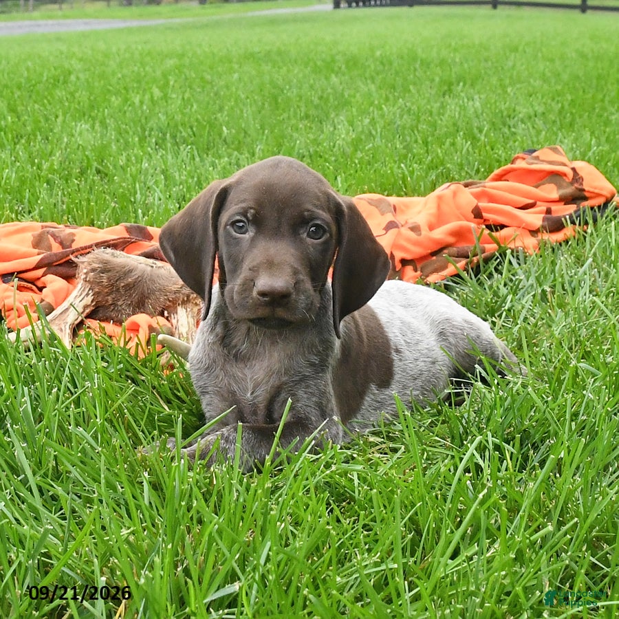German Shorthaired Pointer dogs Shiner - Ad 2