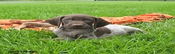 German Shorthaired Pointer dogs for sale: Shiner - Ad 2