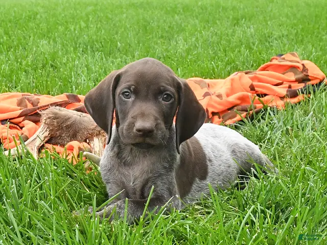 German Shorthaired Pointer dogs for sale: Shiner - Ad 2
