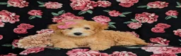 Miniature Labradoodle dogs for sale: Mollie Hypoallergenic - Ad 7