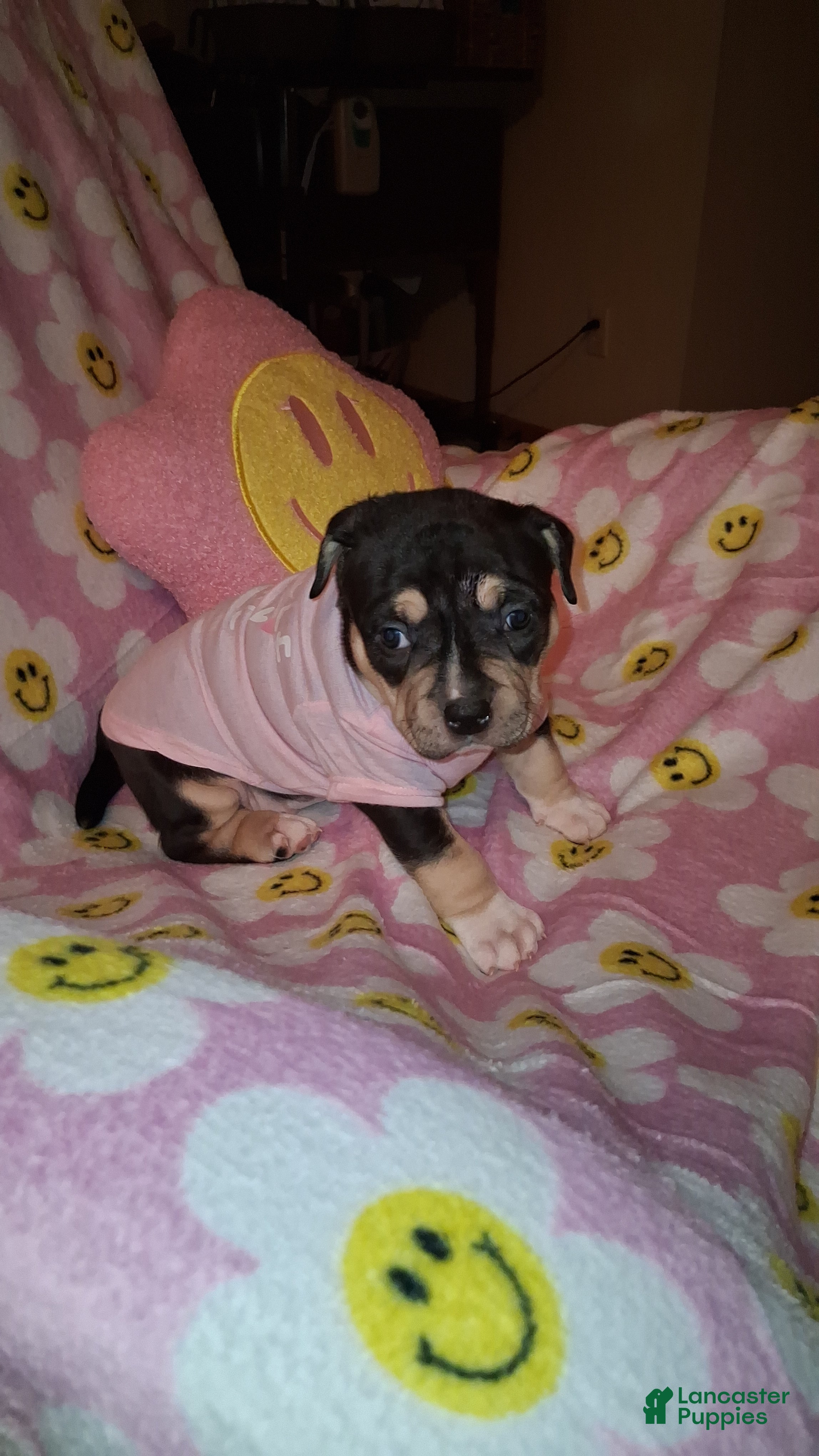 American Bully dogs American Bully Puppy 5 - Ad 1