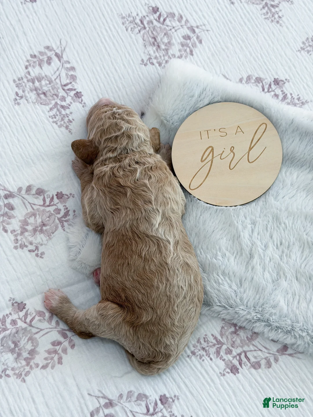 Goldendoodle dogs for sale: Dixie - Ad 3