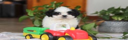 Shih Tzu dogs for sale: Gordon - Ad 12