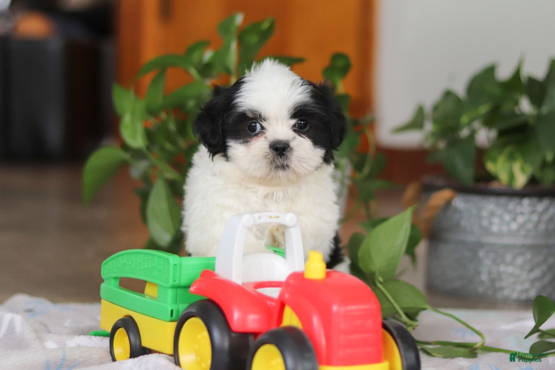 Shih Tzu dogs for sale: Gordon - Ad 12