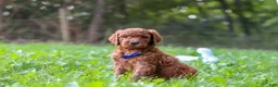Goldendoodle dogs for sale: Leo - Ad 3