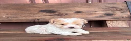 Mixed Breed dogs for sale: Mixed Breed Puppy 1 - Ad 9