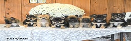 Mixed Breed dogs for sale: Lucky - Ad 2