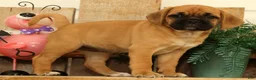 Puggle dogs for sale: Maddison - Ad 4