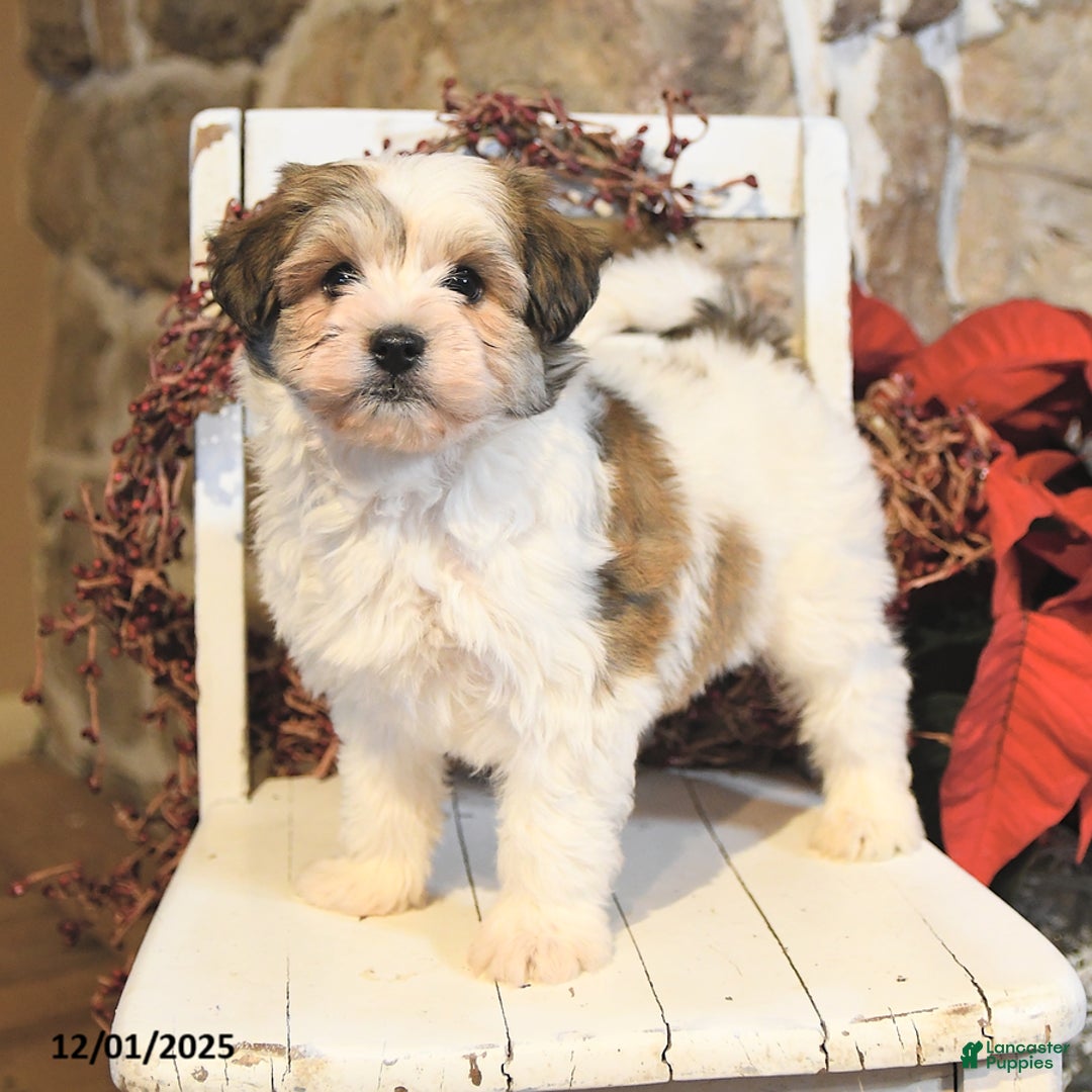 Havanese dogs for sale: Cash - Ad 4