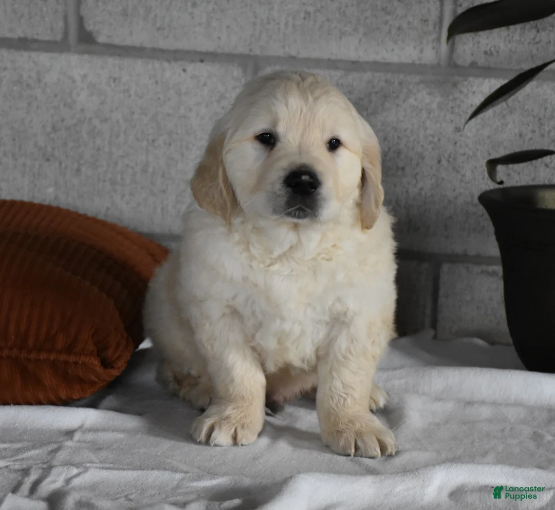 Golden Retriever dogs for sale: Cleo Genetic/OFA  - Ad 11