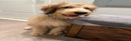Double Doodle dogs for sale: Enzo- Doodle mix Puppy - Ad 7