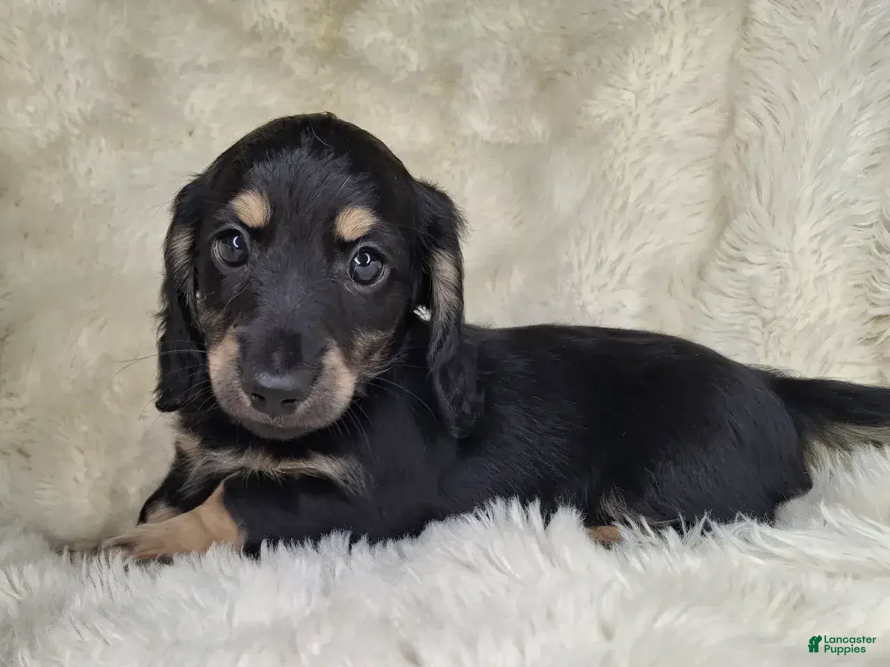 Miniature Dachshund dogs Miniature Dachshund Male  - Ad 1