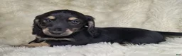 Miniature Dachshund dogs for sale: Miniature Dachshund Male  - Ad 1