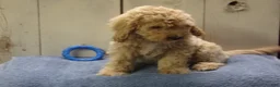 Cockapoo dogs for sale: Barry - Ad 30