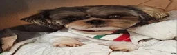 Shih Tzu dogs for sale: Shih Tzu Puppy 3 - Ad 2