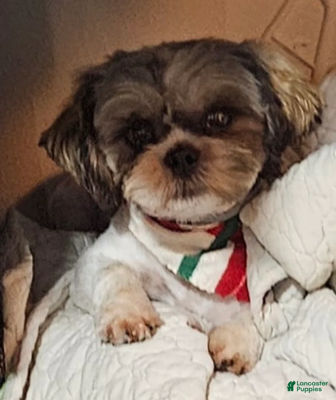 Shih Tzu dogs for sale: Shih Tzu Puppy 3 - Ad 2
