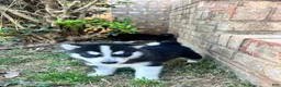 Siberian Husky dogs for sale: Tuk - Ad 2