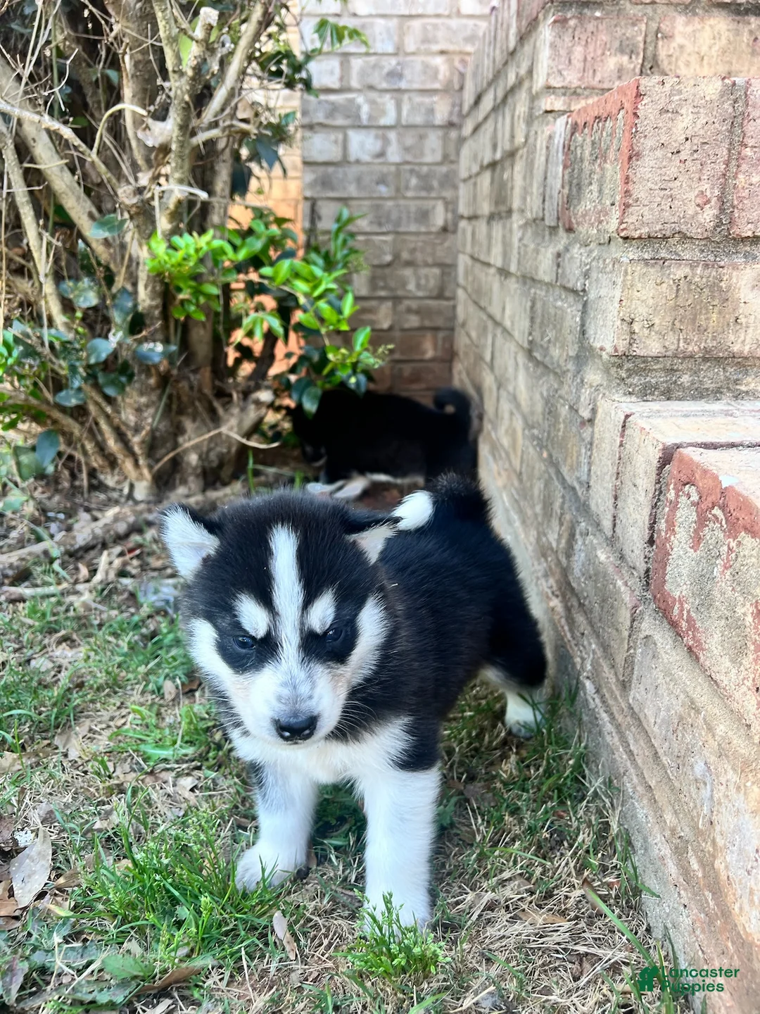 Siberian Husky dogs for sale: Tuk - Ad 2