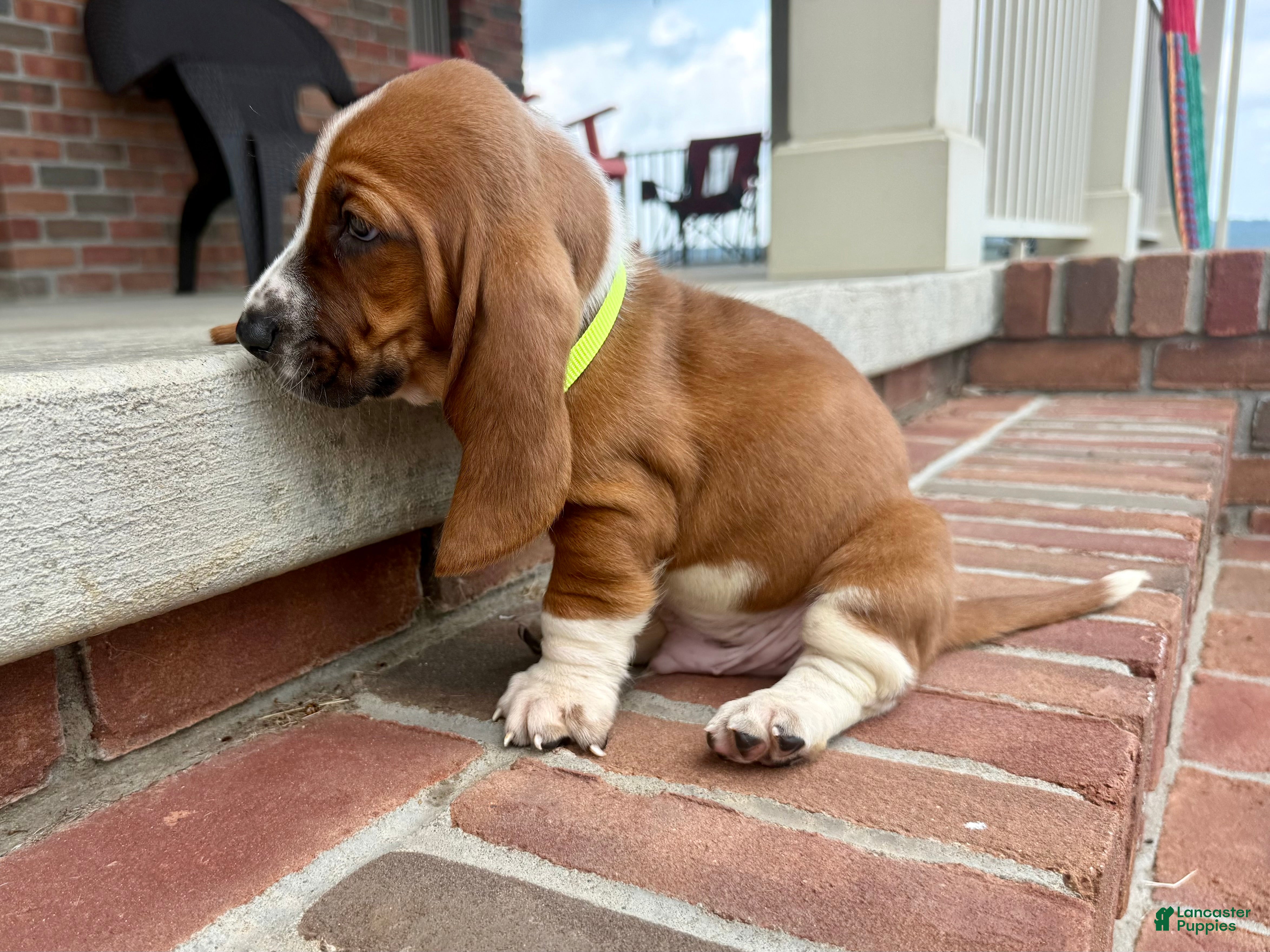 Basset Hound dogs Copper - Ad 2