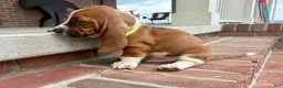 Basset Hound dogs for sale: Copper - Ad 2