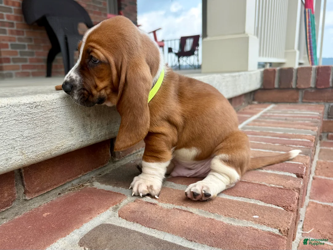 Basset Hound dogs for sale: Copper - Ad 2