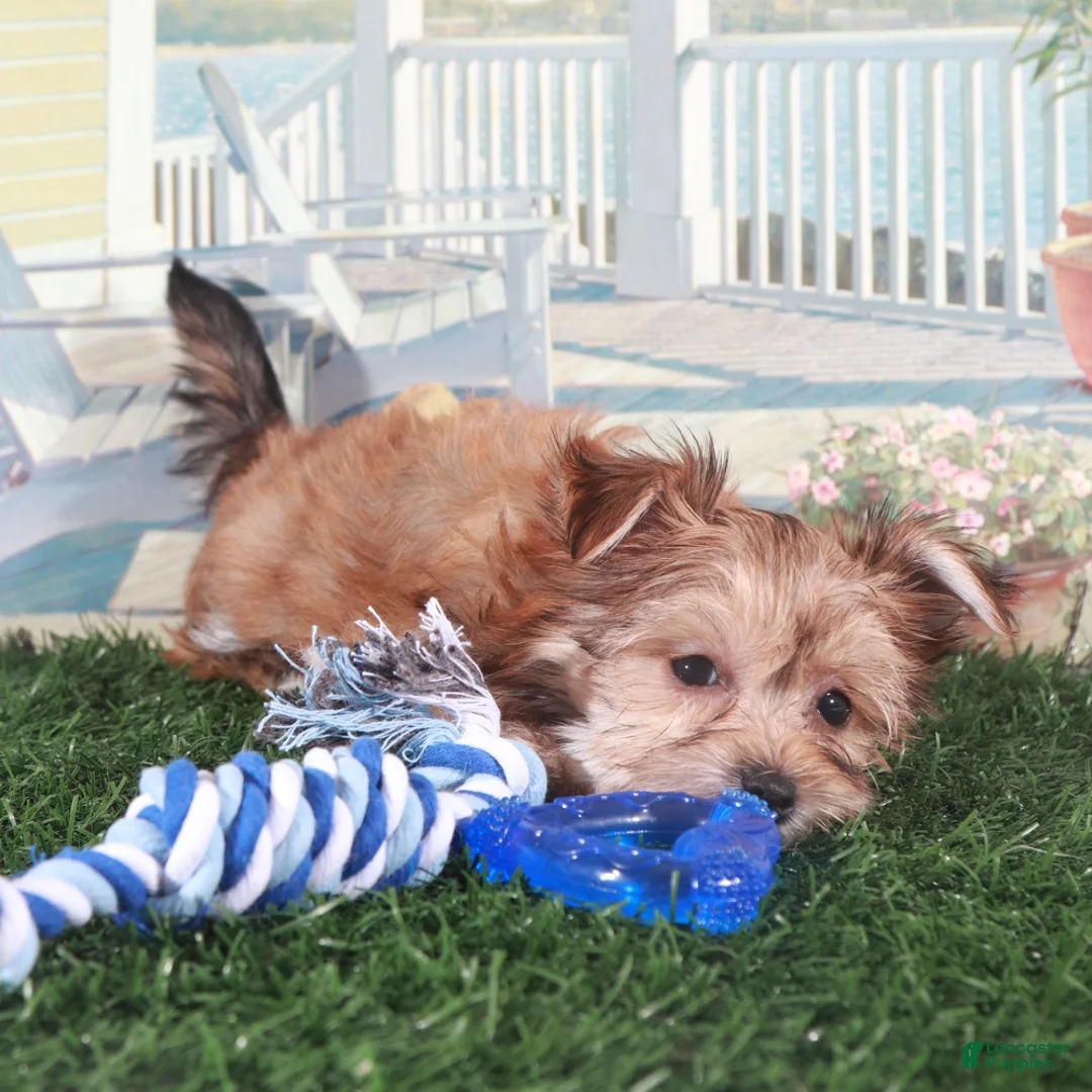 Mixed Breed dogs for sale: Duke Proud little Havayork Puppy - Ad 5