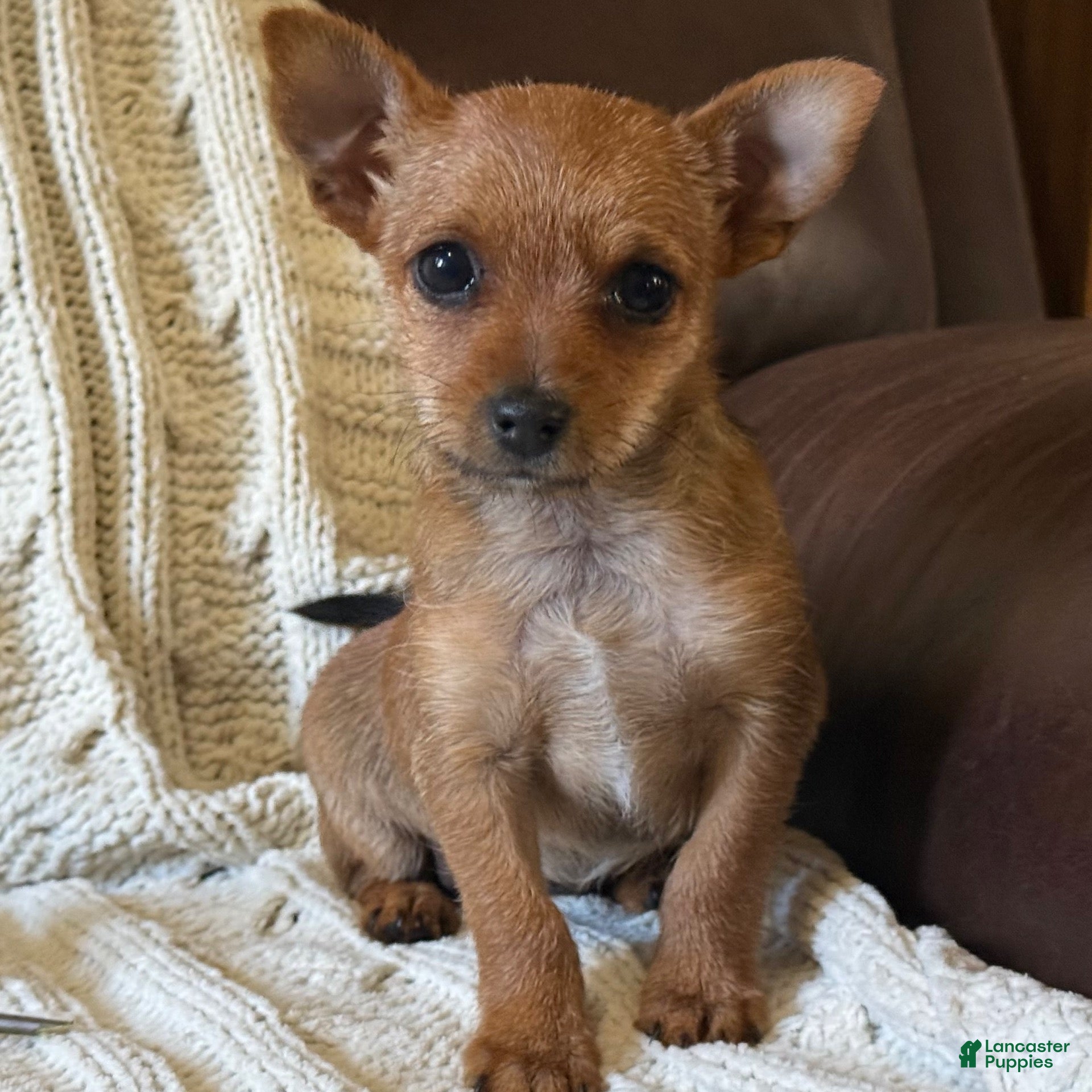 Chorkie dogs Autumn  - Ad 1