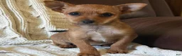 Chorkie dogs for sale: Autumn  - Ad 1