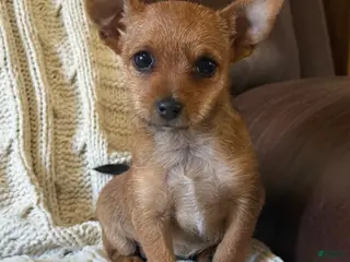 Chorkie dogs Autumn - Ad 1