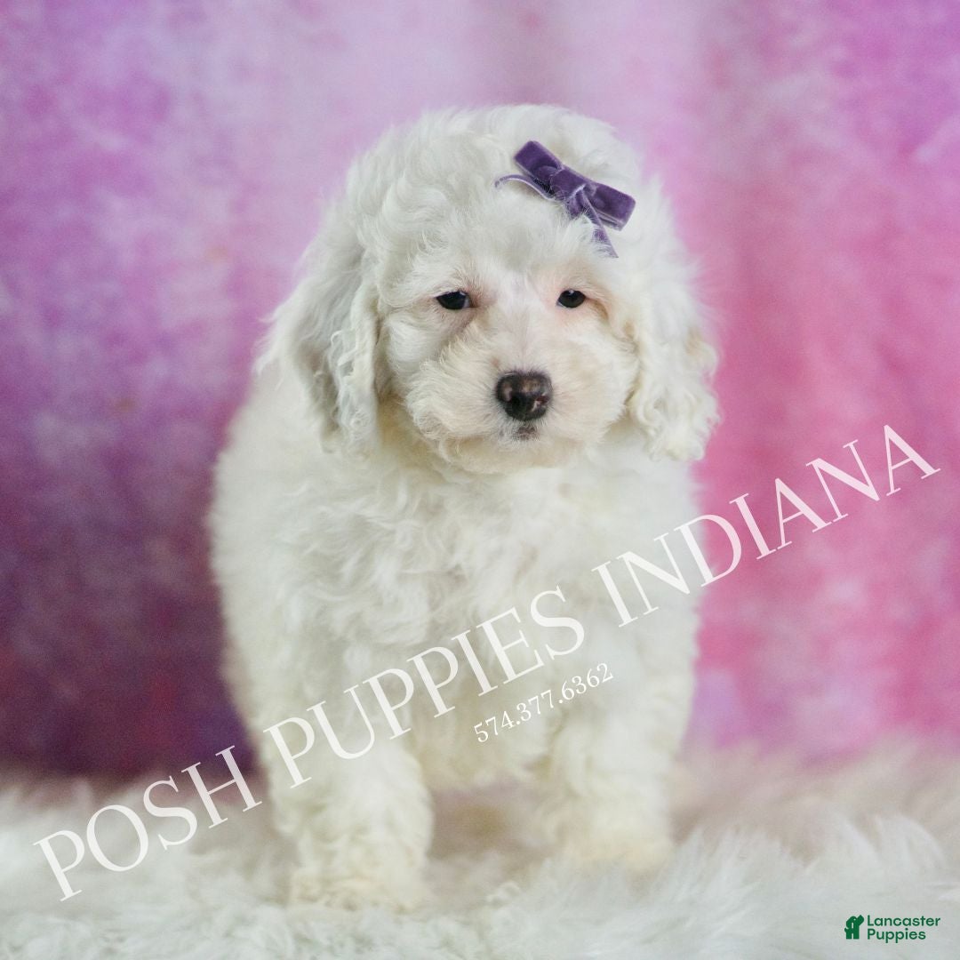 Miniature Poodle dogs Lollipop - Ad 24