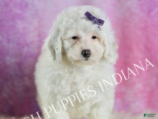 Miniature Poodle dogs Lollipop - Ad 18