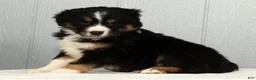 Australian Shepherd dogs for sale: Freddy - Ad 9