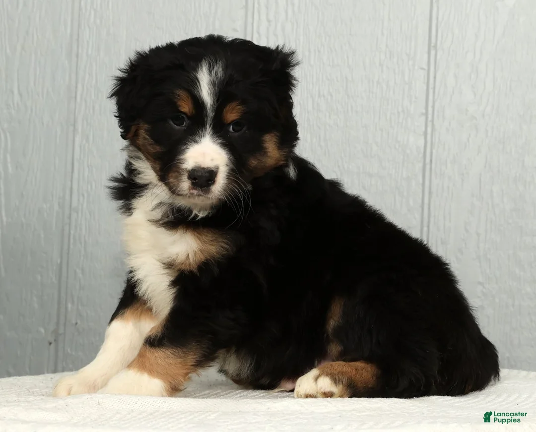 Australian Shepherd dogs for sale: Freddy - Ad 9