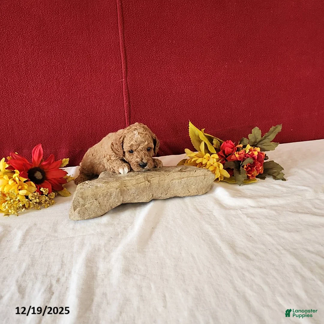 Cavapoo dogs for sale: Tribute - Ad 13